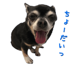 Rugu, the chihuahua sticker #14975455