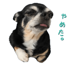 Rugu, the chihuahua sticker #14975457