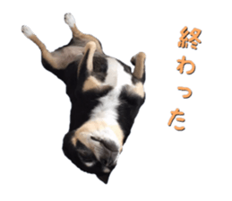 Rugu, the chihuahua sticker #14975459