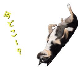 Rugu, the chihuahua sticker #14975460