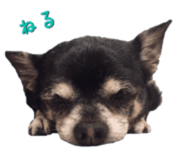 Rugu, the chihuahua sticker #14975461