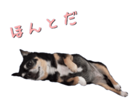 Rugu, the chihuahua sticker #14975462