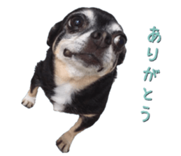 Rugu, the chihuahua sticker #14975463