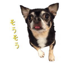 Rugu, the chihuahua sticker #14975465