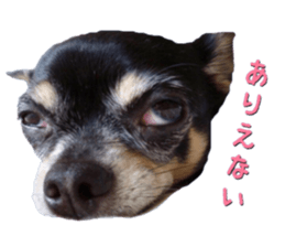 Rugu, the chihuahua sticker #14975467