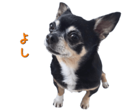 Rugu, the chihuahua sticker #14975468