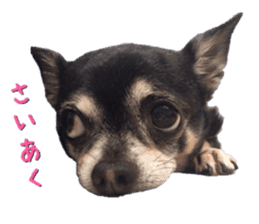 Rugu, the chihuahua sticker #14975469