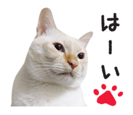 White big cute cat sticker #14976123