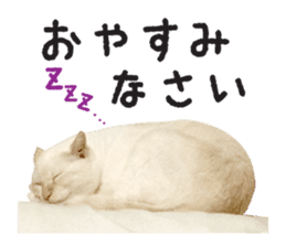White big cute cat sticker #14976124