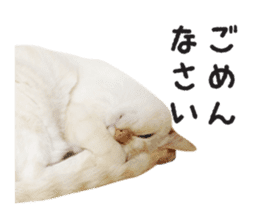 White big cute cat sticker #14976125