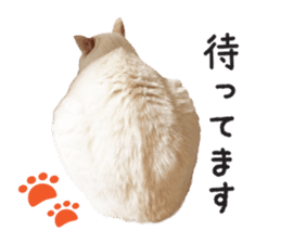 White big cute cat sticker #14976131