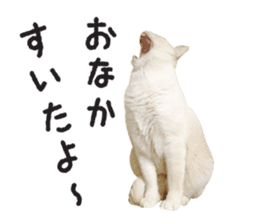 White big cute cat sticker #14976132
