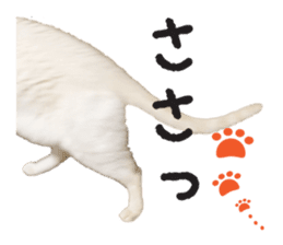 White big cute cat sticker #14976133