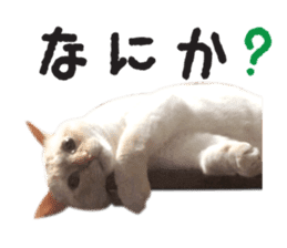 White big cute cat sticker #14976135