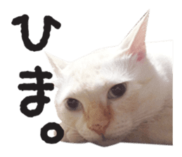 White big cute cat sticker #14976139