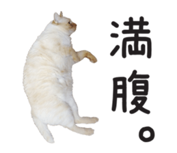 White big cute cat sticker #14976140