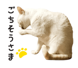White big cute cat sticker #14976141