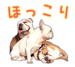 Bulldogs of BULLTO family sticker #14976658