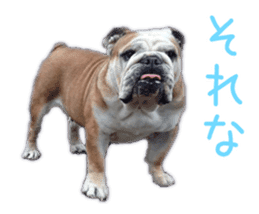 Bulldogs of BULLTO family sticker #14976659