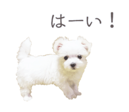 Maltese Eddie sticker #14977790