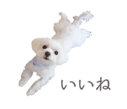 Maltese Eddie sticker #14977791