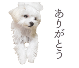 Maltese Eddie sticker #14977792