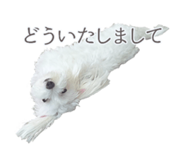 Maltese Eddie sticker #14977793