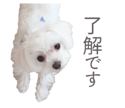 Maltese Eddie sticker #14977794