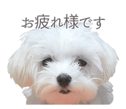 Maltese Eddie sticker #14977795