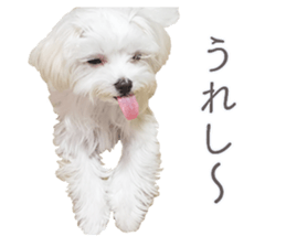 Maltese Eddie sticker #14977797