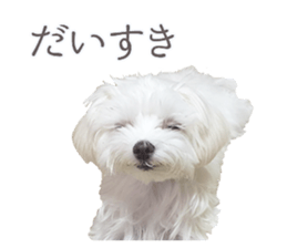 Maltese Eddie sticker #14977799