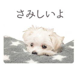 Maltese Eddie sticker #14977800