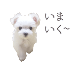 Maltese Eddie sticker #14977801