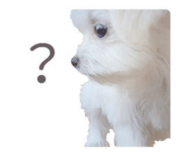 Maltese Eddie sticker #14977802