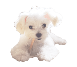 Maltese Eddie sticker #14977803