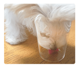 Maltese Eddie sticker #14977804