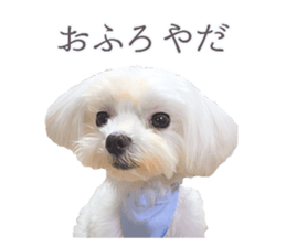 Maltese Eddie sticker #14977805