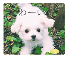 Maltese Eddie sticker #14977806