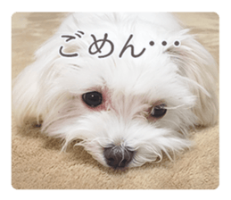 Maltese Eddie sticker #14977807