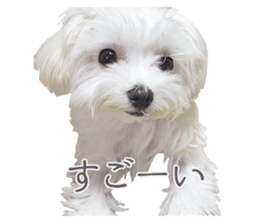 Maltese Eddie sticker #14977808
