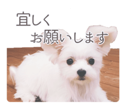 Maltese Eddie sticker #14977809