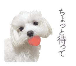 Maltese Eddie sticker #14977811