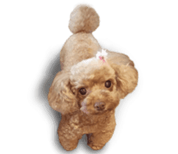 Toy Poodle ShokoPeru en sticker #14978102