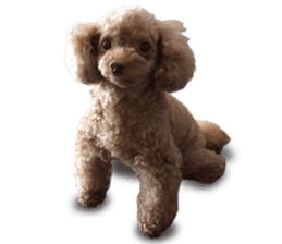 Toy Poodle ShokoPeru en sticker #14978115