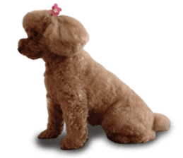 Toy Poodle ShokoPeru en sticker #14978123