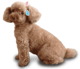 Toy Poodle ShokoPeru en sticker #14978126
