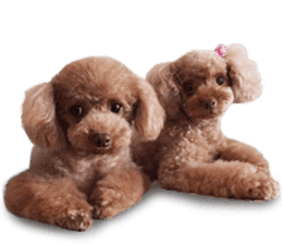 Toy Poodle ShokoPeru en sticker #14978133