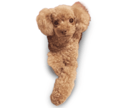 Toy Poodle ShokoPeru en sticker #14978138