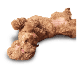 Toy Poodle ShokoPeru en sticker #14978140