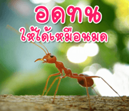 Daily messages for you sticker #14979099